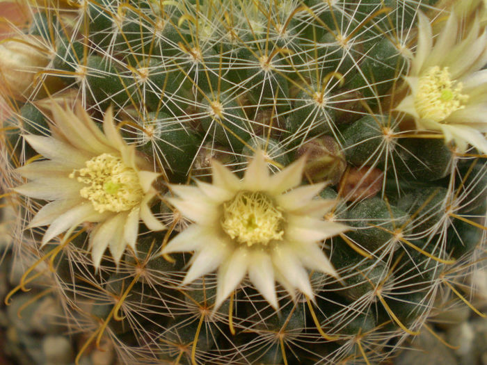 Mammillaria crinita ssp. wildii - Mamm 2013