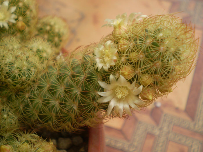 Mammillaria elongata - Mamm 2013