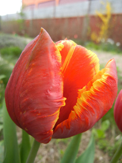 Tulipa Bright Parrot (2013, April 21)