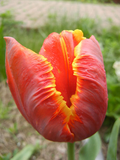 Tulipa Bright Parrot (2013, April 21)