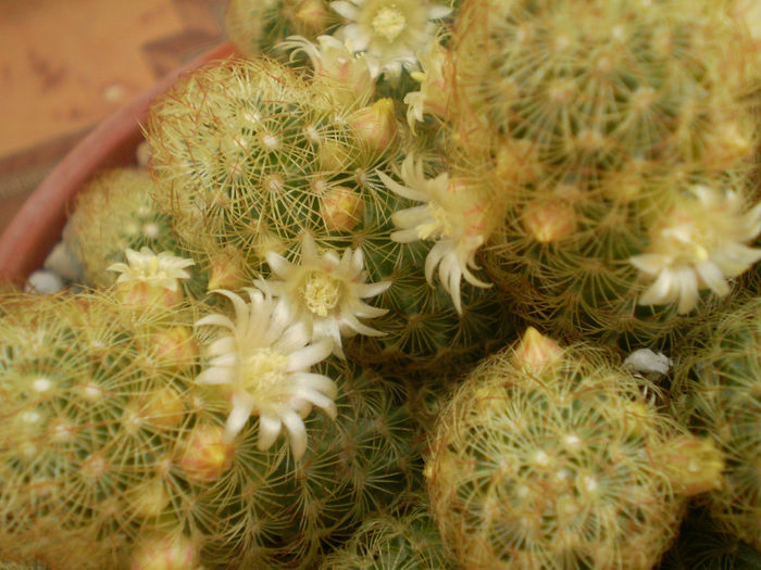 Mammillaria elongata - Mamm 2013