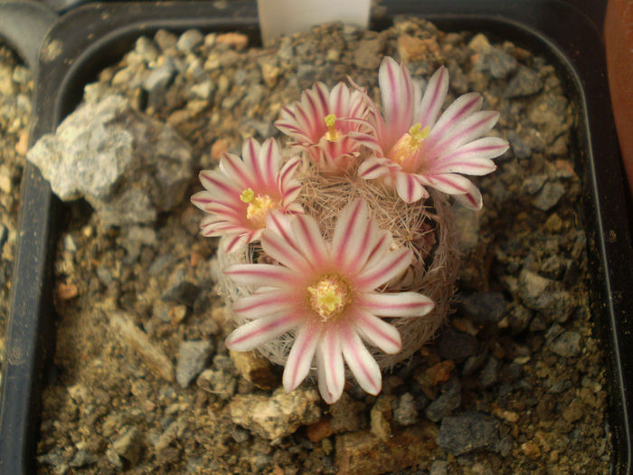 Mammillaria lasiacantha