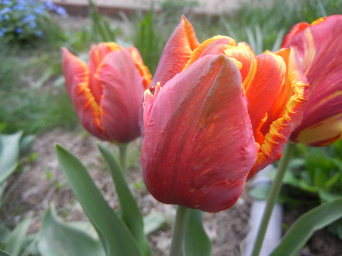 Tulipa Bright Parrot (2013, April 21)