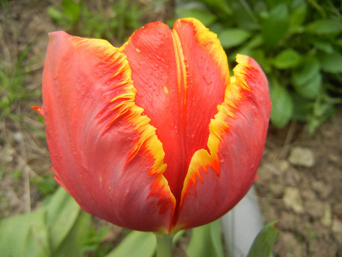 Tulipa Bright Parrot (2013, April 21)