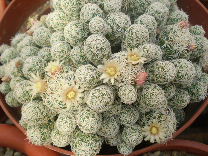 Mammillaria gracilis