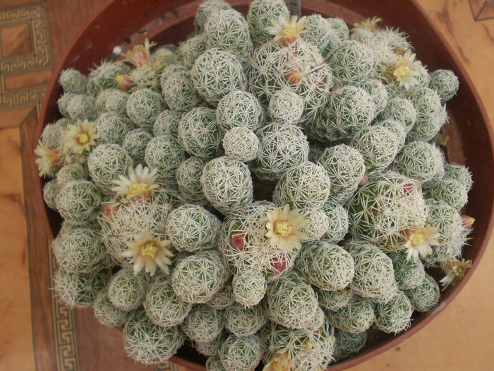 Mammillaria gracilis
