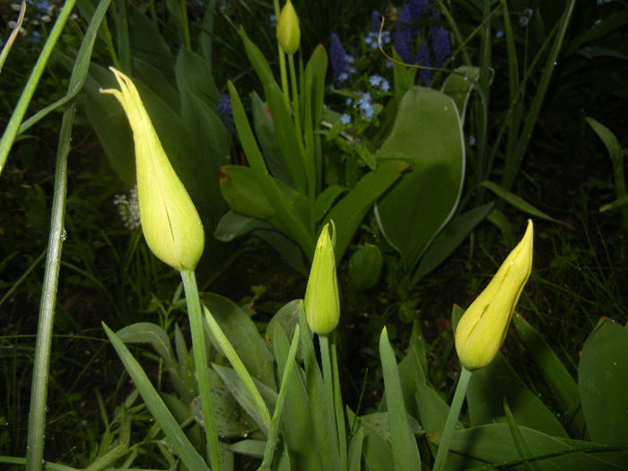 Tulipa Cistula (2013, April 21)