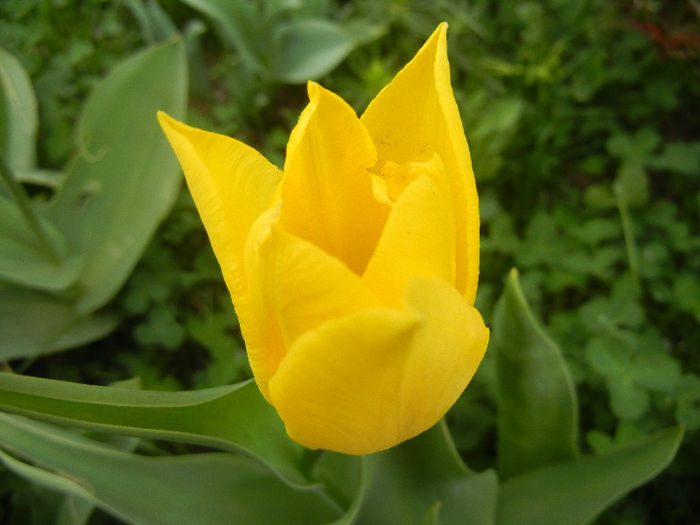 Tulipa Flashback (2013, April 21) - Tulipa Flashback