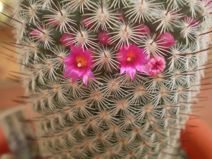 Mammillaria haageana