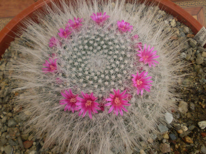 Mammillaria haaniana