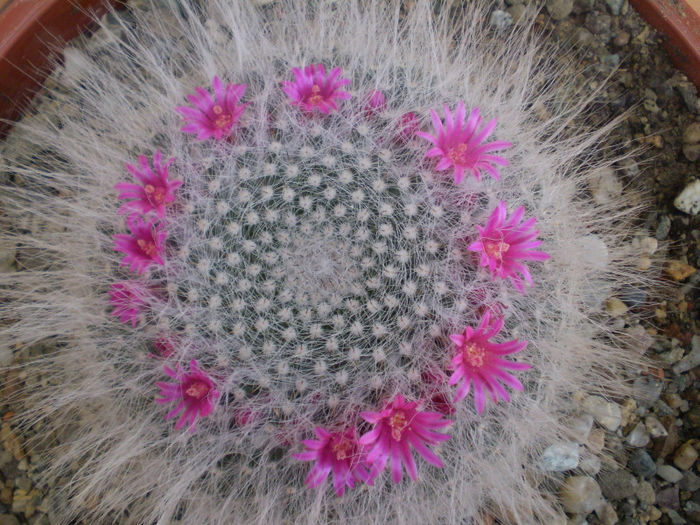 Mammillaria haaniana - Mamm 2013