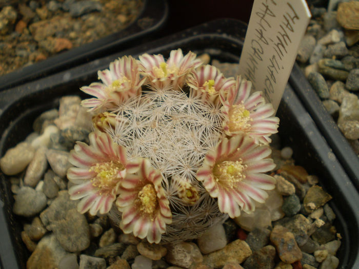 Mammillaria lasiacantha - Mamm 2013