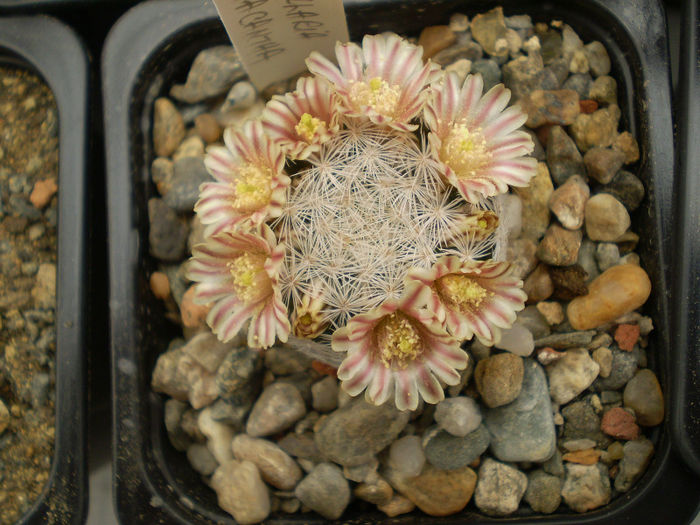 Mammillaria lasiacantha - Mamm 2013