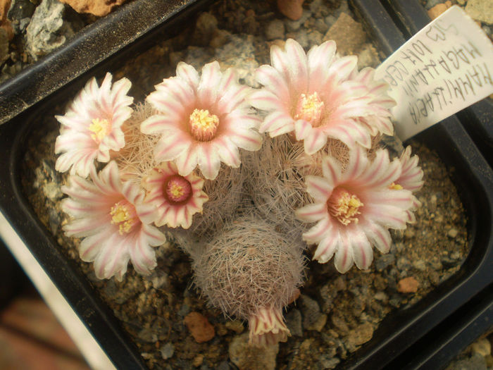 Mammillaria magalanii - Mamm 2013