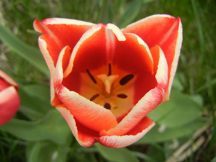 Tulipa Leen van der Mark (2013, April 21) - Tulipa Leen van der Mark