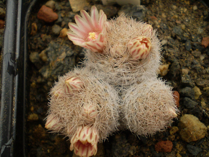 Mammillaria magallani - Mamm 2013