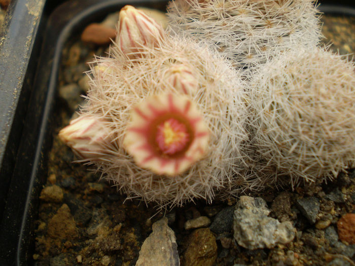 Mammillaria magallani - Mamm 2013