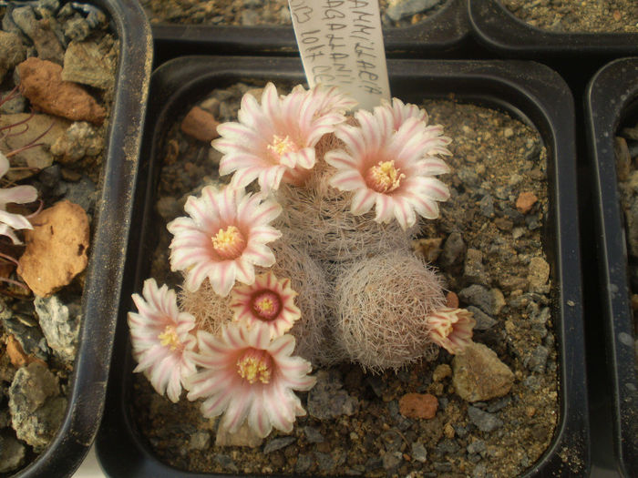 Mammillaria magallani - Mamm 2013