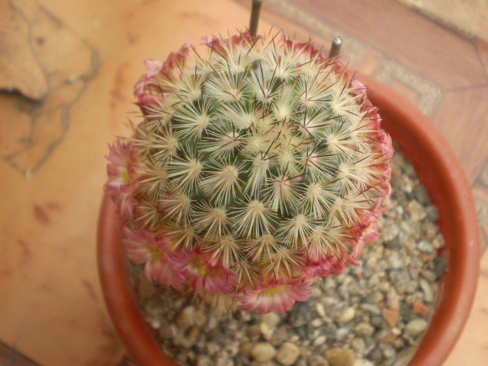 Mammillaria microhelia - Mamm 2013