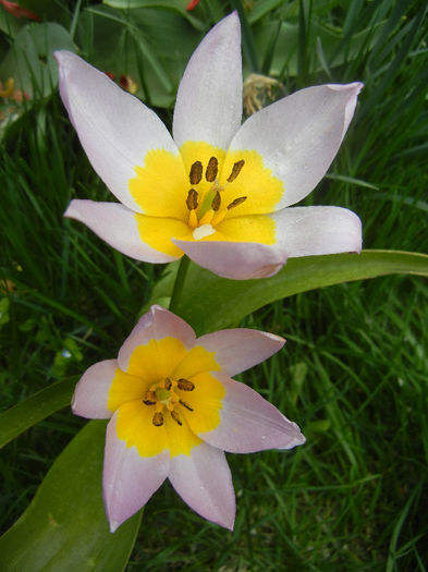 Tulipa Lilac Wonder (2013, April 21)
