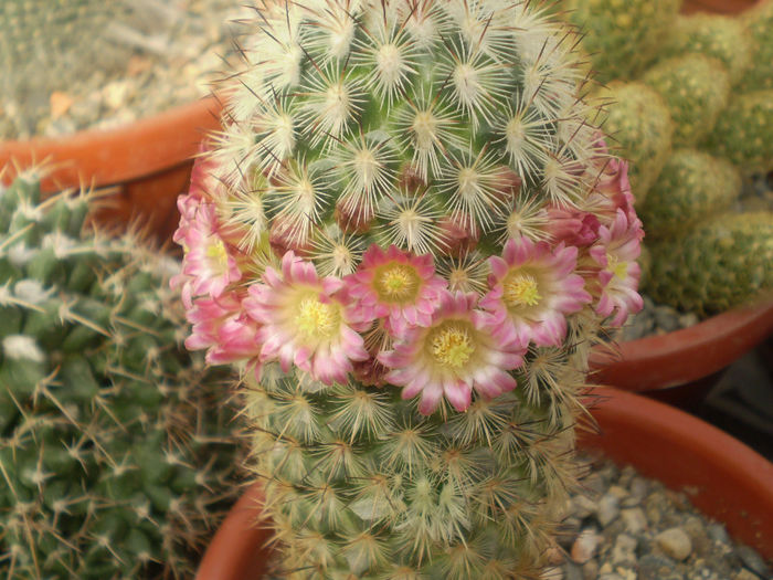 Mammillaria microhelia - Mamm 2013