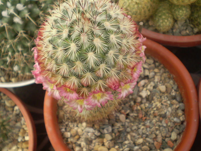 Mammillaria microhelia - Mamm 2013