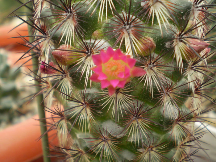 Mammillaria microhelia red spines - Mamm 2013