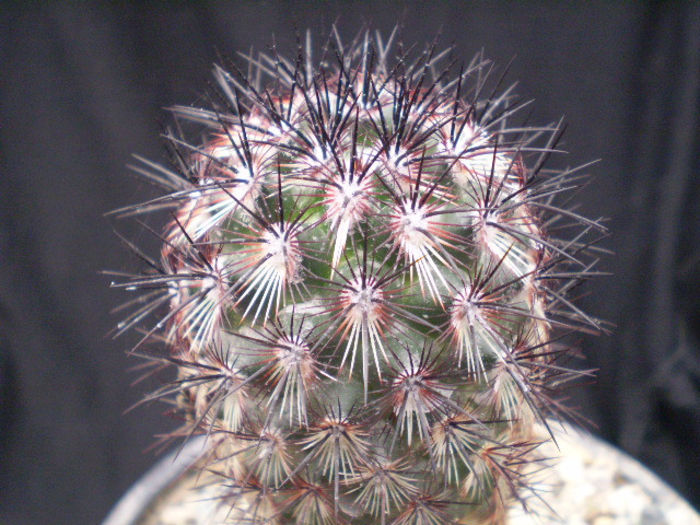 Mammillaria microhelia red spines - Mamm 2013