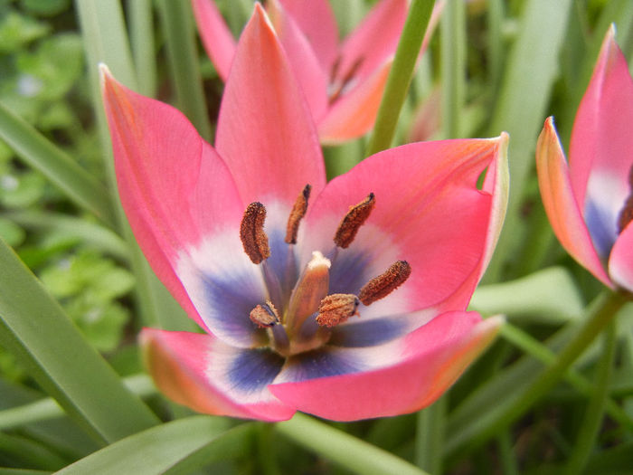 Tulipa Little Beauty (2013, April 21) - Tulipa Little Beauty