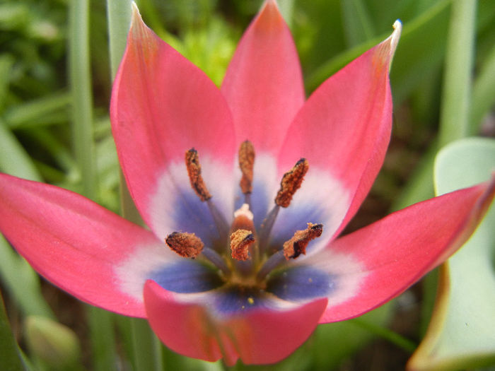 Tulipa Little Beauty (2013, April 21)