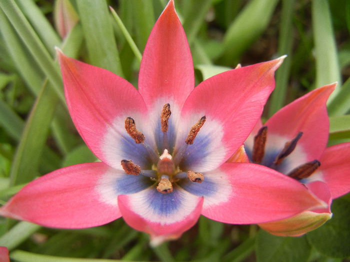 Tulipa Little Beauty (2013, April 21)