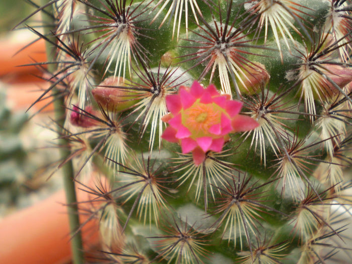 Mammillaria microhelia red spines - Mamm 2013