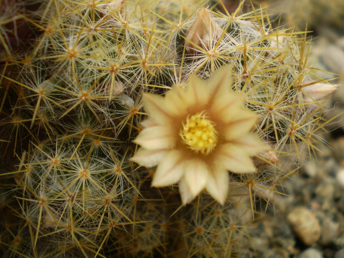 Mammillaria prolifera v. texana - Mamm 2013