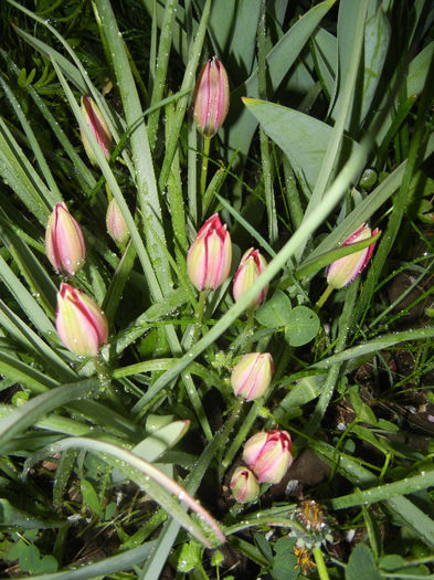 Tulipa Little Beauty (2013, April 21)