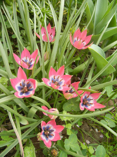Tulipa Little Beauty (2013, April 21)