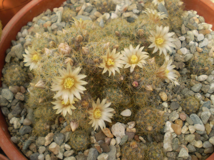 Mammillaria prolifera v. texana - Mamm 2013