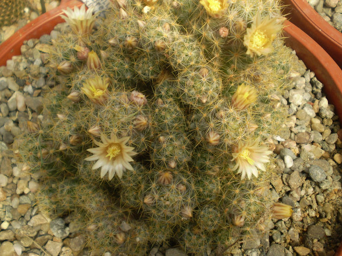Mammillaria prolifera v. texana - Mamm 2013