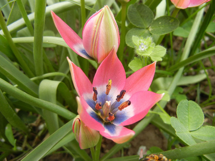 Tulipa Little Beauty (2013, April 21)