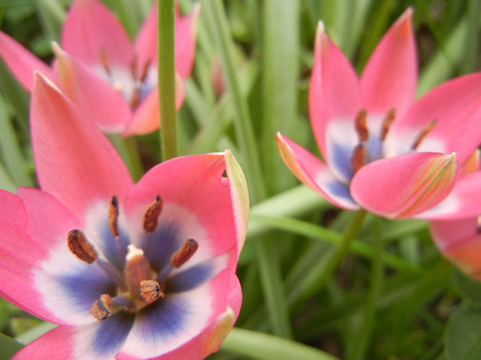 Tulipa Little Beauty (2013, April 21) - Tulipa Little Beauty