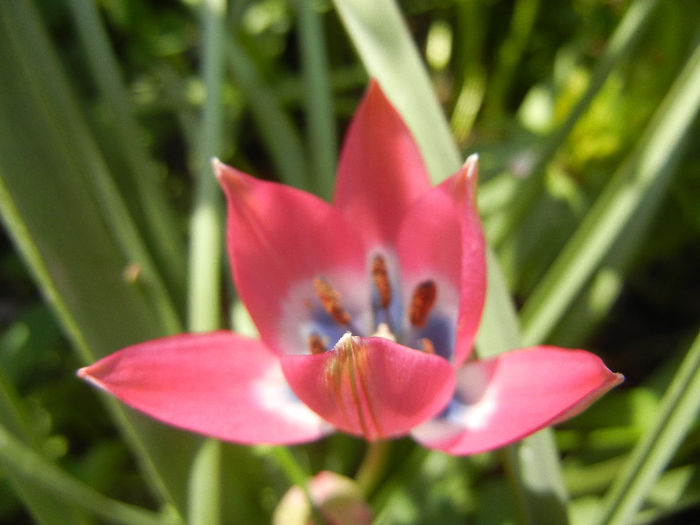 Tulipa Little Beauty (2013, April 22) - Tulipa Little Beauty