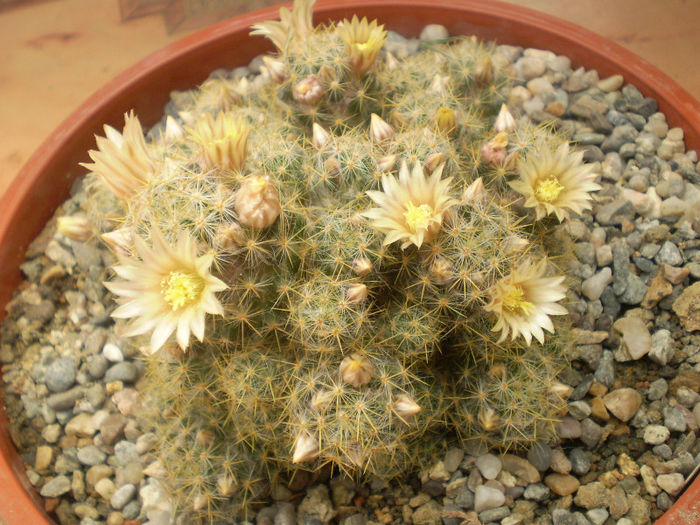 Mammillaria prolifera v. texana - Mamm 2013