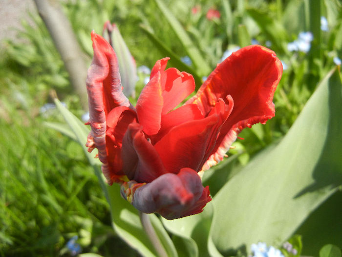 Tulipa Rococo (2013, April 20)