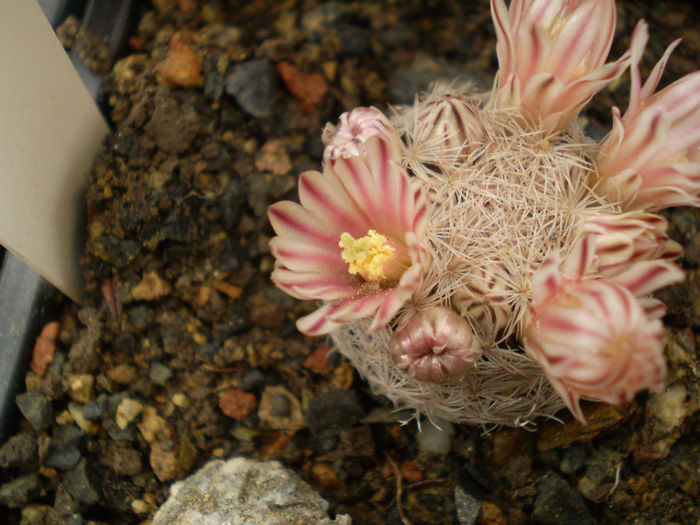 Mammillaria lasiacantha