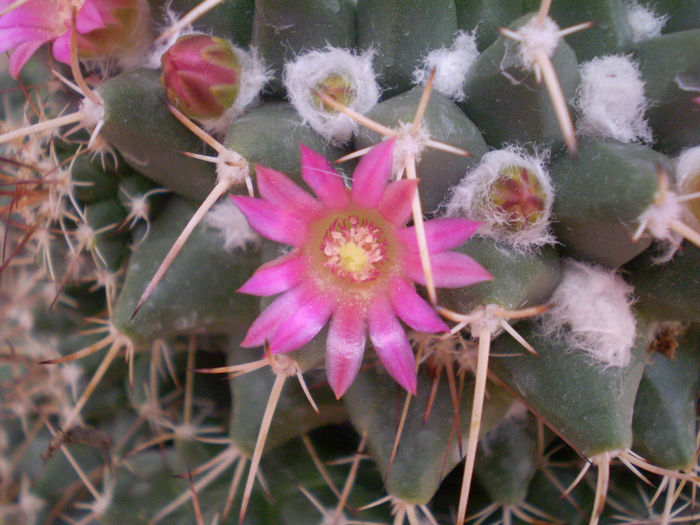 Mammillaria winteriana