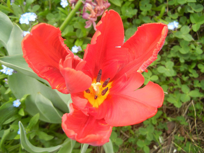 Tulipa Rococo (2013, April 21)