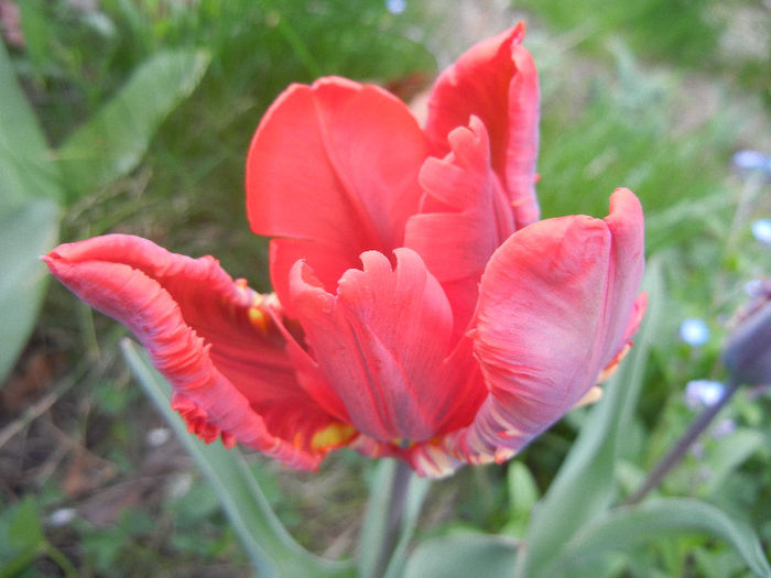 Tulipa Rococo (2013, April 21)