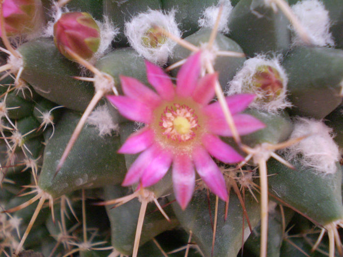 Mammillaria winteriana