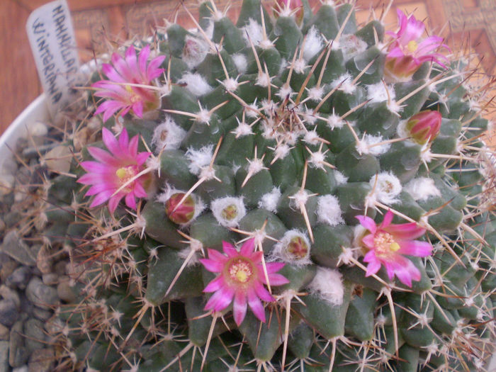 Mammillaria winteriana