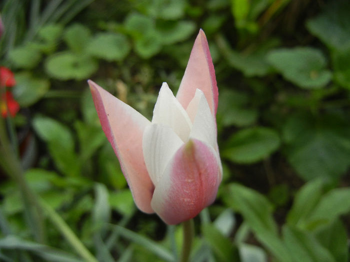 Tulipa Peppermint Stick (2013, April 21)