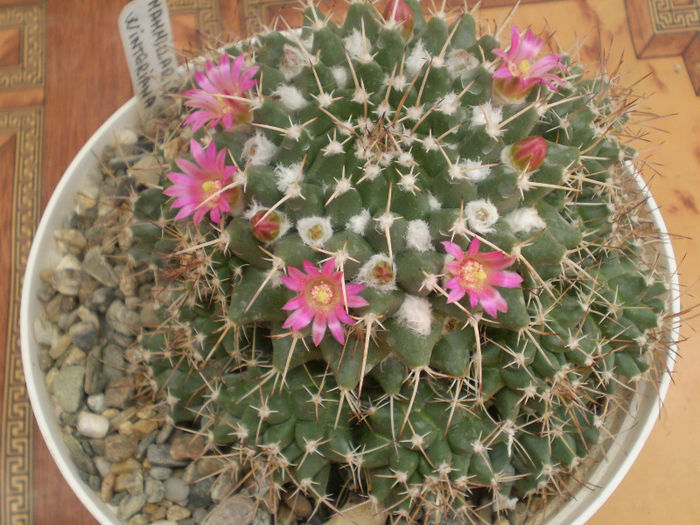 Mammillaria winteriana